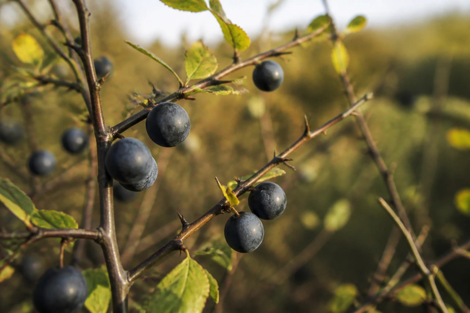 Prunelles sauvages bleu-noir sur un prunellier épineux en automne, chair comestible mais noyau toxique